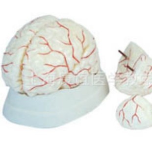 Kay-308 Brain and Cerebral Artery Model Brain Anatomy Model Brain Structure Model Brain Anatomy Model