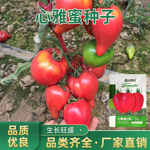 ��ɫꖹ��SɫС���ѷN�ӟo�����L���L�E�A���|�r����Ƥɳ�����ѹ�