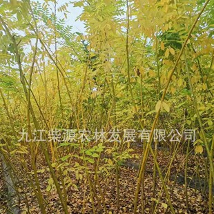 �S��4�����S���硢7�����S��12�����S�𻱃r�� �S����ֲ