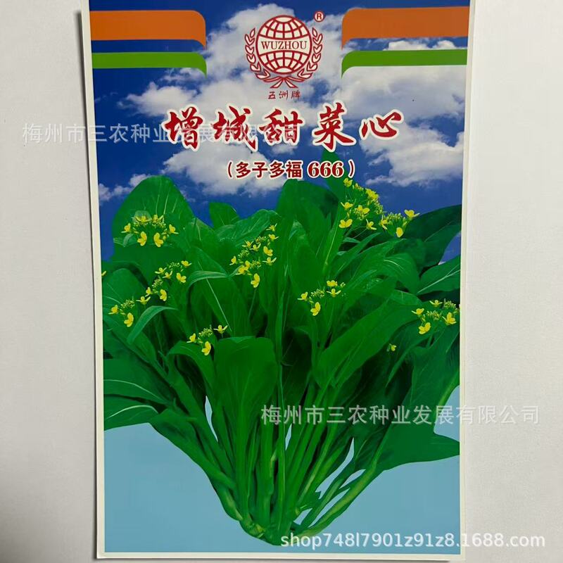 Wuzhou Brand Zengcheng Sweet Beet Oil Green Vegetable Garden Yard Vegetable Seeds E-Commerce Wholesale Manufacturer Direct Sales
