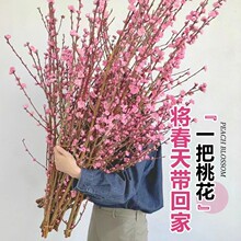 �һ��r֦��ˮ�_��ѩ����֦���܎������͏d�Ҙ�֦�l�r֦��������֦