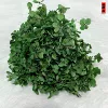 Color suction dark green
