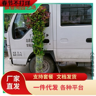 һ�����l�t�~ʯ骘������tС��t�_�e��t���^ľ�����ļ��𻨽�