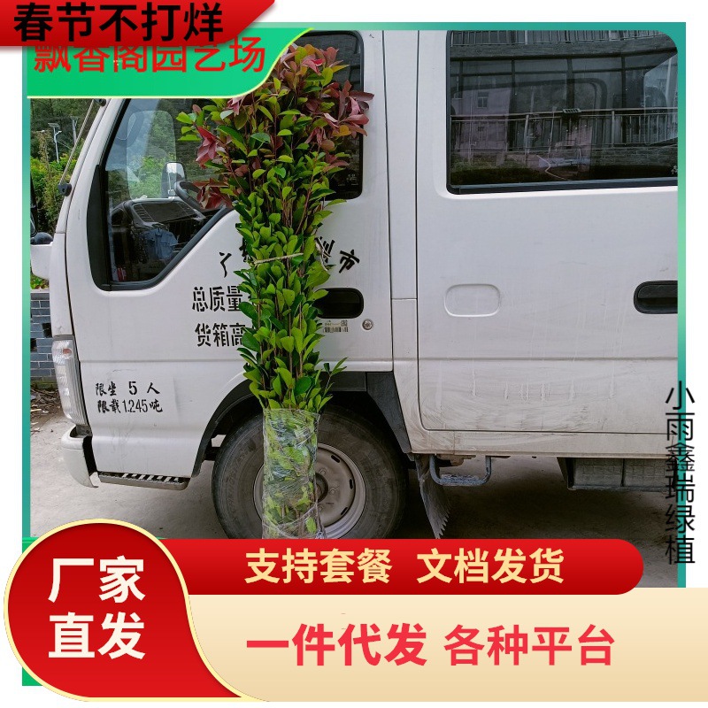 一件代发红叶石楠树苗火焰红小苗红罗宾球红花继木浓香四季桂花金