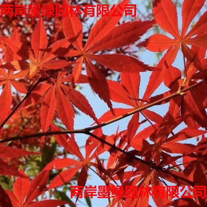 批发槭树科鸡爪槭种子糖槭复叶槭种子青榨槭糖枫树血皮槭茶条槭种