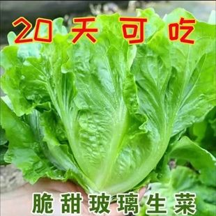 �ļ���ಣ�����˷N�Ӵ����������˷N���̨�ļ����Դ����߲˷N��