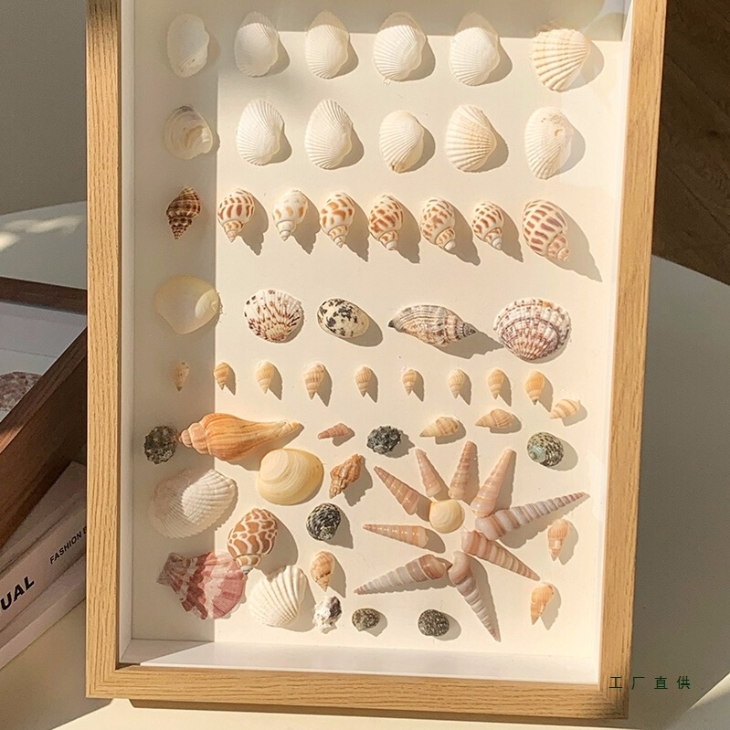 Seaside Shell Conch DIY Specimen Frame Homemade Handmade Gift Commemorative Picture Frame Hollow Square Simple Photo Frame