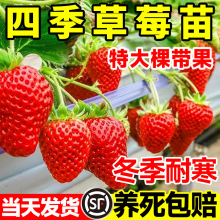 奶油草莓苗盆栽冬季带盆带土种籽子红颜四季结果阳台种植新秧果苗