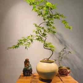 盆栽;其他园林植物;仙人掌及多肉
