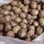 【定制】广西罗汉果破果桂林罗汉果肉多扎实批发大破果干低糖