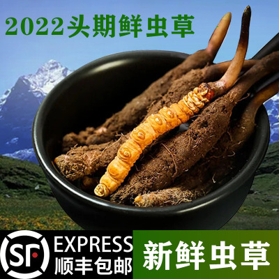 2022新鮮冬蟲夏草 頭期西藏鮮蟲草 頭茬冬蟲夏草批發冷鏈蟲草批發