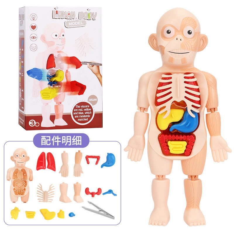 Steam, physiological minifigure, medicine constructor, science and technology, body organs, DIY, early education
