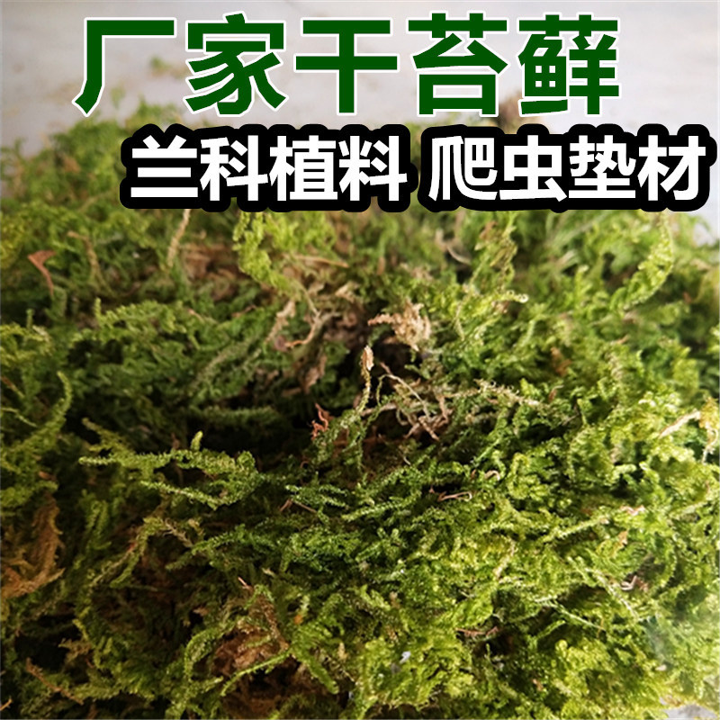 厂家干苔藓干水苔青苔水草爬虫类龟蛇冬眠垫材石斛嫁接兰花营养土