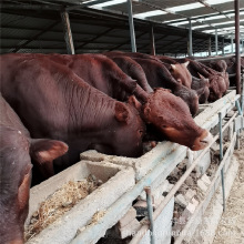 RţٺSţĂƷNЩ ľٝţһ^