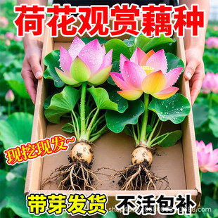 �ɻ��^�pź�N����ˮ�B��ʳ��˯ɏź��ˮ���r���ļ����B���ܷN����