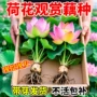 食用观赏盆栽水培藕种