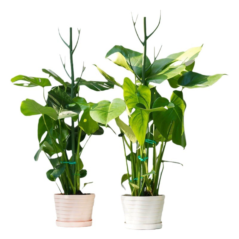 Монстера опора для растений имитация веток комнатные и уличные растения Тяговый Пояс зажим для орхидеи галстук проволочный костюм