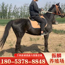 骑乘马纯血马3-6岁的马一匹马可以活多少年养马场供应骑乘马