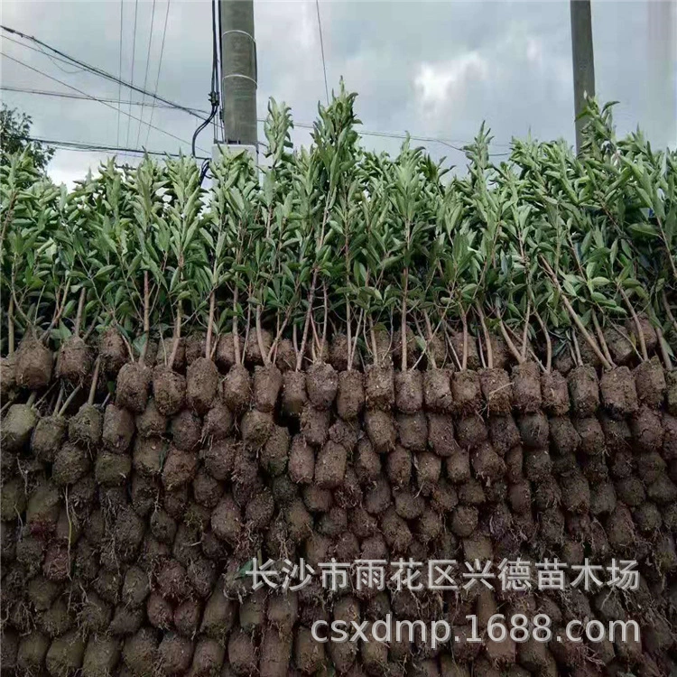 Оптовая продажа французской холли, саженцы хунаньской холли, зеленые живые изгороди, зеленые коралловые деревья, ландшафтный дизайн, высокая выживаемость