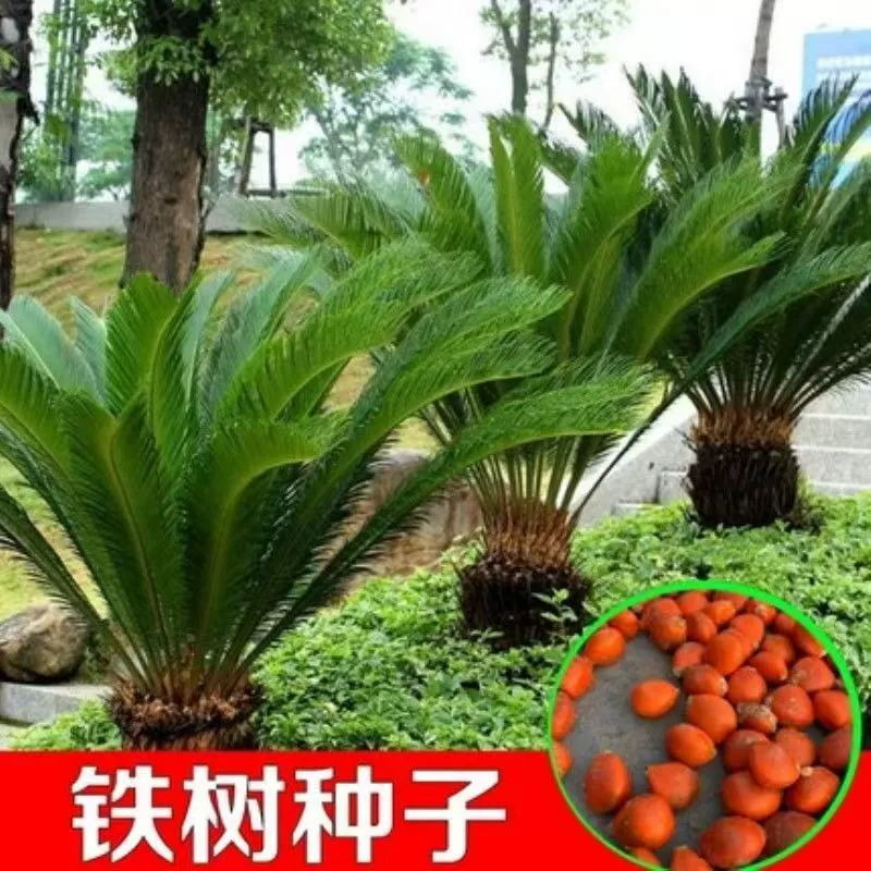 Семена железного дерева, семена лесных деревьев, семена листьев для проекта ландшафтного озеленения четырех сезонов в больших объемах для домашнего использования