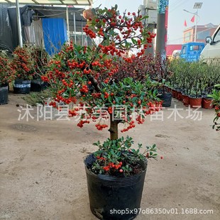 ���辰�Ϙ����簫�����҃�СͥԺ�t��ֲ��䘶�M�üt���������