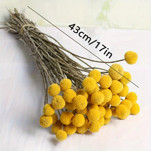 Golden Ball Belgian Ball Gold Dried Fruit Flowers Everlasting…