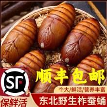 鲜活东北柞蚕蛹野生黄大个蚕蛹新鲜活蝉蛹 野生黑黄蝉蛹500g全年