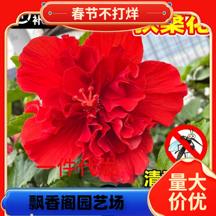 һ�����l��ɣ�������ذꎧ�����tɫ���ĵ���ݻ����҃ȶ�����