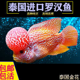 罗汉鱼苗活体起头大苗红马亚成热带观赏鱼小型淡水鱼好养活招财