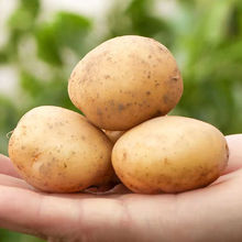 土豆恩施小土豆高山老品種馬爾科洋芋馬鈴薯黃皮黃心新鮮蔬菜批發