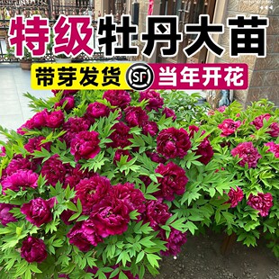 ĵ�����������Ԏ���������������F�r���Ϙ����ܾGֲ�ļ����B�ʝ�