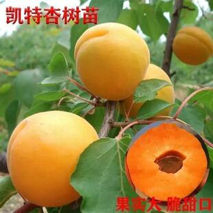 �����Ә���玧���l؛�F�ڬF�l�ϱ������ԷNֲ���Լ޽����Ә�����