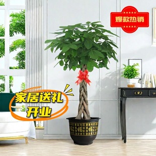 Money Tree Potted Indoor Large-Scale Backgammon Money Tree Green Plant Office Opening Three-Pole Single Pole