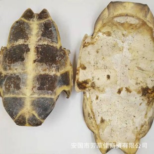 ���l��ș������ ������ ���� �¼� ������  ����ă�