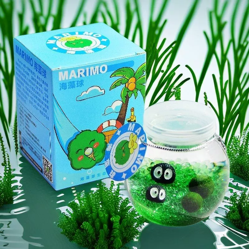 Маримо маленький шарик водоросли экологическая бутылка микрорека настольный гидропонный набор растений подарок полный набор хлореллы питомцев