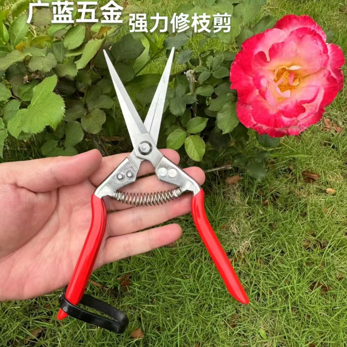 不锈钢修花剪摘果摘葡萄剪刀双钉加固强力树枝剪刀采摘花盘景剪刀