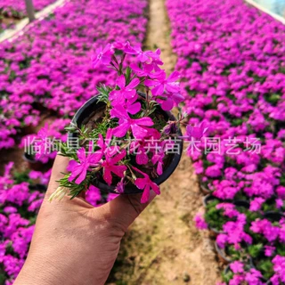 丛生福禄考 宿根花卉多年生草本植物 园林景区花海景观工程苗现货