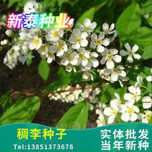 �²ɼt�~��N�� ���~�����~����N�� �t���~������ӷN��