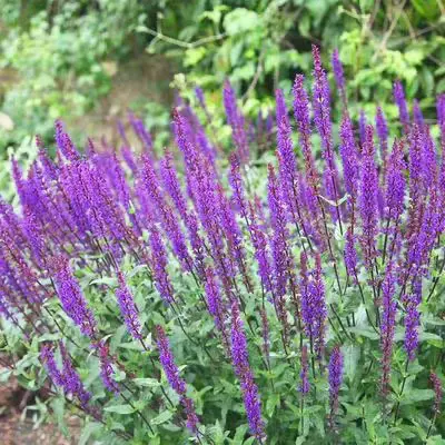 地被鼠尾草 宿根地被基地供应 园林工程绿化用 花海景观花卉
