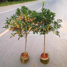 �޽ӹ𻨘����ļ�����ͻ��ܰ���ͥԺԭ��������̨�w���������