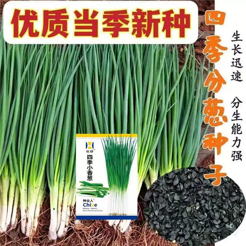 [Термостойкие и морозостойкие] Семена зеленого лука Four Seasons Двор Балкон Домашнее посадка Горшечные растения Легко выращивать семена овощей и фруктов WD