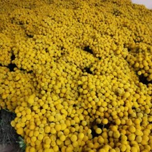 ��ϸɻ����� �S����ɻ� �ɻ��S���� �S����