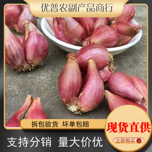 �Ĵ��r�����r�t�[�^�N�������߲˷N��С�[�^���[�N�����[�^���]