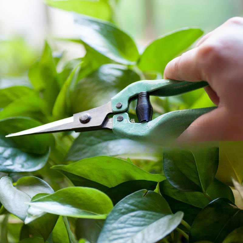 25把批发加长花仙葡萄剪桔子剪刀稀果剪番茄剪花椒剪蔬果剪翘头剪