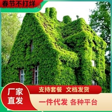 一件代发爬山虎苗爬藤植物四季户外三叶五叶红色爬墙虎苗盆栽藤蔓
