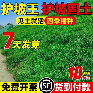 Lawn Grass Seed Slope Protection Soil Solidification Bermudagrass Manila Four-Season Evergreen Courtyard Greening Ryegrass Turf Seeds