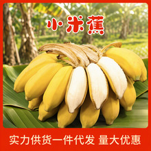 正宗小米蕉 代发广西新鲜绿皮香蕉当季批发10斤芭产地直发包邮