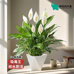 ����һ���L��_��ֲ���k��������С�����҃��ļ����Bֲ����Ƹߙn