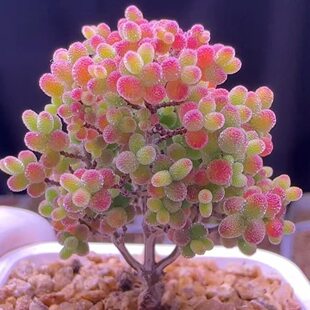 ������������ʯ����֦�ɷ����k���������̨���B�����������