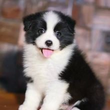犬舍批发定制黑白双血统边境牧羊犬幼犬活体纯种边牧放羊犬幼犬